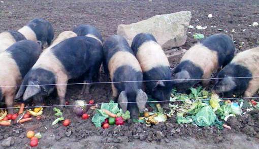 Pig feeding